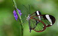 Glasswing Butterfly (Greta oto)